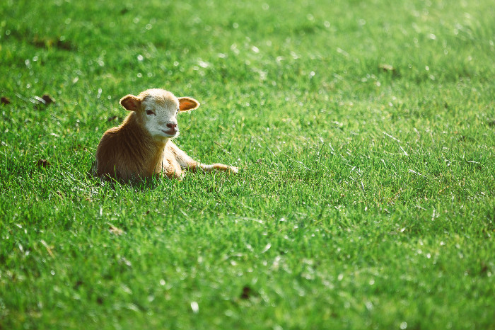 photo-of-cattle-lying-on-grass-2343892.jpg