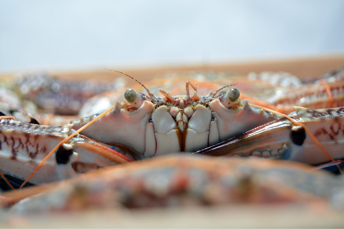 close-up-photo-of-crab-3806139.jpg