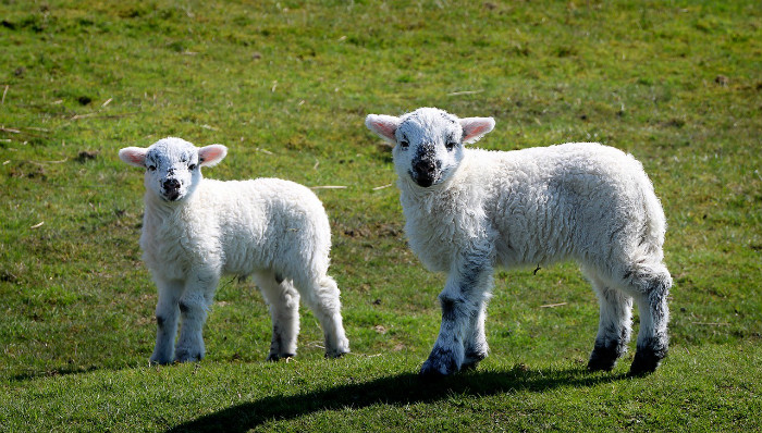 sheep-3431469_1280.jpg